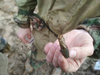 Поисковый отряд «Витязь» обнаружил троих красноармейцев в Ржевском районе